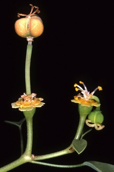 Euphorbia californica; as ovaries mature, the pedicel of female flowers becomes erect